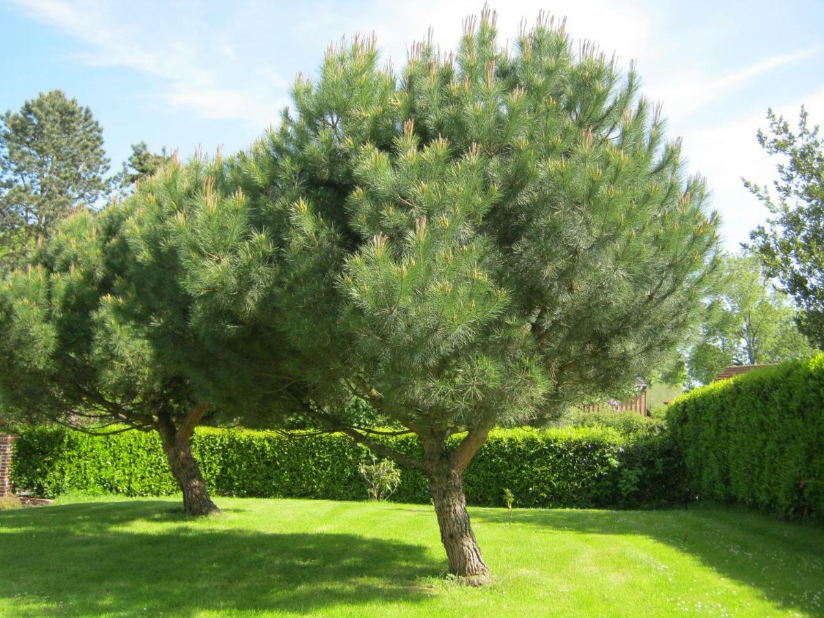 Gite Des Pins Penches Brunville Εξωτερικό φωτογραφία